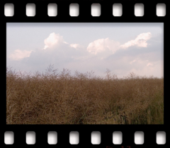 deutschLAND: Juliland XII . 2006−07 . pigment print - 10 Farben . Edition 5 . 50 x 53,2 cm