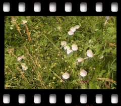 deutschLAND: Juliland III . 2006−07 . pigment print - 10 Farben . Edition 5 . 50 x 53,2 cm