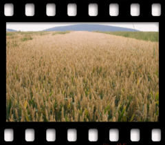 deutschLAND: Juliland V . 2006−07 . pigment print - 10 Farben . Edition 5 . 50 x 53,2 cm