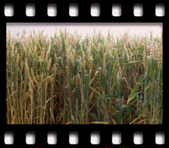 deutschLAND: Juliland VI . 2006−07 . pigment print - 10 Farben . Edition 5 . 50 x 53,2 cm