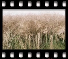 deutschLAND: Juliland VIII . 2006−07 . pigment print - 10 Farben . Edition 5 . 50 x 53,2 cm