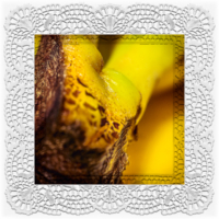 fuchtig kontemplativ: Bananengelb . 2016 . digital collage . pigment print - 10 Farben . Edition 5 . 30 x 30 cm