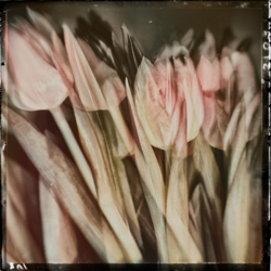 Blütenmaere III . 2014 . pigment print - 10 Farben . Edition 5 . 50 x 50 cm