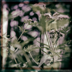 Blütenmaere V . 2016 . pigment print - 10 Farben . Edition 5 . 50 x 50 cm