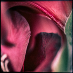 Blütenmaere VII . 2018 . pigment print - 10 Farben . Edition 5 . 50 x 50 cm