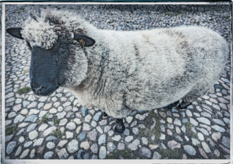 Das Schaf Zwetschke oder Pflaume? . 2018 . pigment print - 10 Farben . Edition 5 . 31,5 x 43,5 cm