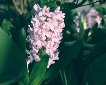 Hyazinthenrosé . 2015 . pigment print - 10 Farben . Edition 5 . 17,40 x 21,71 cm