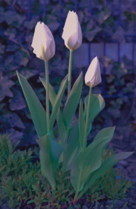 Magie der weissen Tulpe . 2010 . pigment print - 10 Farben . Edition 5 . 26,7 x 17,4 cm