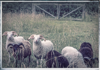 Rasenmäher . 2018 . pigment print - 10 Farben . Edition 5 . 31,5 x 43,5 cm