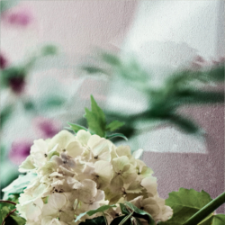 Schwalenberger Blütenmaere . 2013 . pigment print - 10 Farben . Edition 5 . 50 x 50 cm